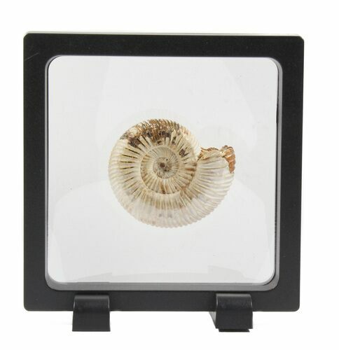 Perisphinctes Ammonite Fossil In Display Case #40009